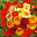 Organic Nasturtium Seeds Dwarf Jewel Mix Tropaeolum majus – Vibrant Colorful Annual Flowers, Easy to Grow, Attract Pollinators, USA