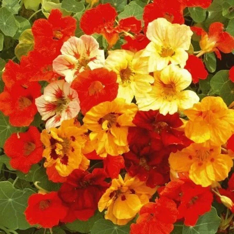 Organic Nasturtium Seeds Dwarf Jewel Mix Tropaeolum majus – Vibrant Colorful Annual Flowers, Easy to Grow, Attract Pollinators, USA