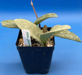 Hoya Carnosa 'Nova Ghost' - 3.5 Inch Pot, Variegated Indoor Houseplant, Fully Rooted Wax Plant