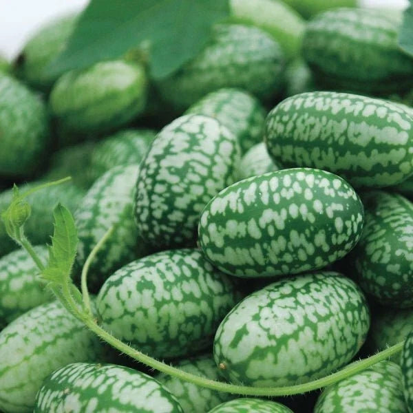 Mexican Sour Gherkin Seeds - Cucamelon, Mouse Melon, Non-GMO, Climbing Vine, Melothria scabra, Pack of 10
