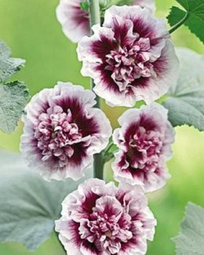 Double Purple Hollyhock Seeds | Perennial Flower Seeds | Alcea rosea | 25 Seeds for Borders & Cut Flowers