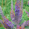 Lead Plant Seeds, Drought Tolerant Perennial Amorpha canescens, Native North American Wildflower, Butterfly Attractant, 115 Seeds