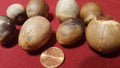 Avocado Fruit Tree Seeds - 8 Pack Hass Variety Persea americana for Home Gardening