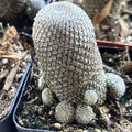 Rebutia heliosa Cactus - Rooted 2-Inch Pot, Colorful Succulent for Indoor Gardening, Desert Plant, Low-Growing, Easy Care