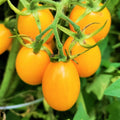 Yellow Plum Grape Tomato Seeds – Heirloom Solanum lycopersicum for Container Gardening, Sweet Cherry Pear Tomatoes, 25 Seeds