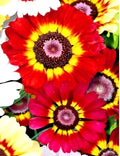 Painted Daisy Seeds 50 Count Red/Orange Chrysanthemum carinatum German Flag Annual Flower