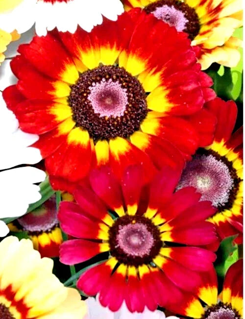 Painted Daisy Seeds 50 Count Red/Orange Chrysanthemum carinatum German Flag Annual Flower