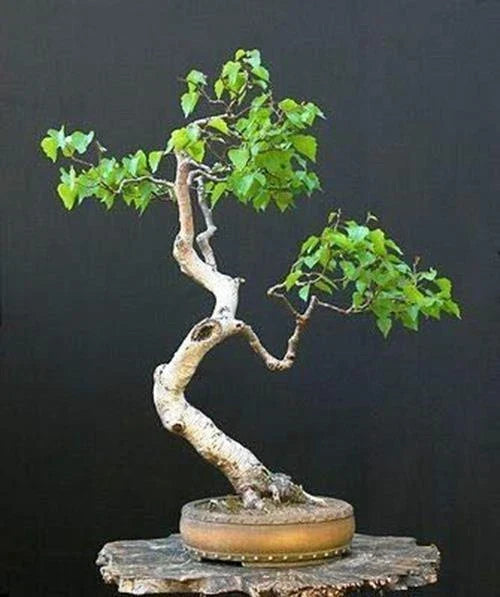 Bonsai Seeds - White Paper Birch Betula papyrifera - 100+ Seeds for Indoor & Outdoor Gardening