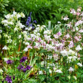 Dwarf European Columbine Seeds - Mixed Colors Perennial - Aquilegia vulgaris - Non-GMO, 200 Seeds