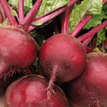 Ruby Queen Beet Seeds - 200+ Count, Dark Red Blood Turnip, Beta vulgaris, Vegetable Seeds for Gardening, Non-GMO, Easy Grow