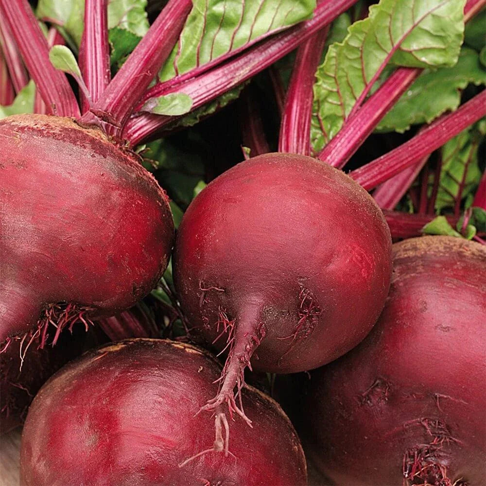 Ruby Queen Beet Seeds - 200+ Count, Dark Red Blood Turnip, Beta vulgaris, Vegetable Seeds for Gardening, Non-GMO, Easy Grow