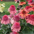 Rainbow Sherbert Coneflower Seeds - Echinacea purpurea Perennial Flower Seeds for Garden, Pollinator Attracting, Drought-Tolerant, 50 Pack