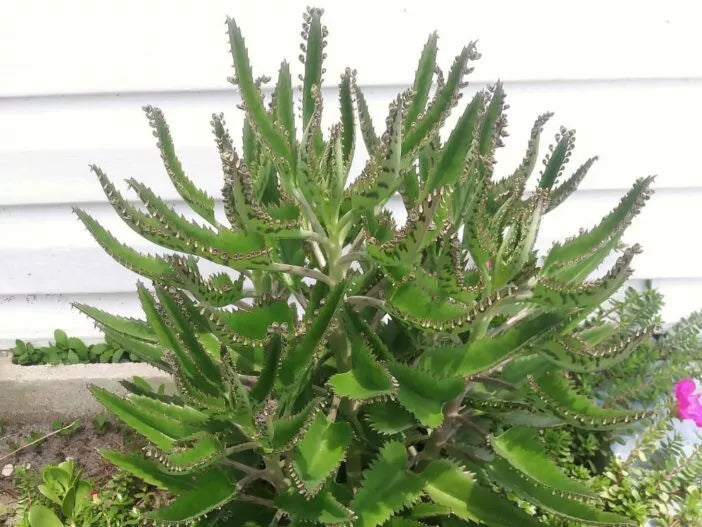 Kalanchoe Starter Plants, Mother of Thousands, 3-6 Inches, Kalanchoe daigremontiana, Succulent, Indoor or Outdoor