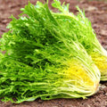 Frisee Endive Seeds - Curly Leaf Yellow Green Chicory - Cichorium endivia - Salad Greens, Gourmet Vegetables, Non-GMO