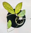 Hoya Crassipetiolata Super Splash Rooted Cutting - Variegated Houseplant - Trailing Vine - Exotic Hoya Plant