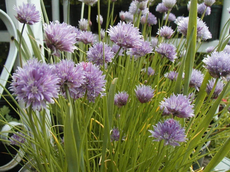 Chives Onion Seeds 800 Count - Allium schoenoprasum - Windowsill Herb for Indoor Gardening