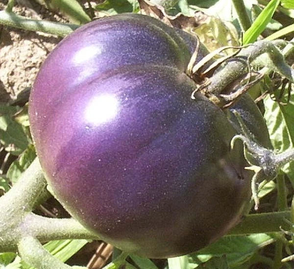 Bulk Purple Tomato Seeds - Heirloom Solanum lycopersicum, Antioxidant-Rich, Garden Plant, 100 Seeds