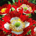 Landscaper's Pack Poppy Seeds - Danish Flag Red & White, Non-GMO, 5000 Seeds, Papaver somniferum for Gardens & Landscaping