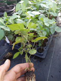 3" Thornless Blackberry Plant - Sweetie Pie Variety, Non-GMO, Pesticide-Free, Rubus fruticosus