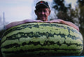 Bulk Watermelon Seeds - 400 Seeds, Competition Hybrid Citrullus lanatus, Large Sweet Fruit, Disease-Resistant, Vining, Bulk Seed Pack
