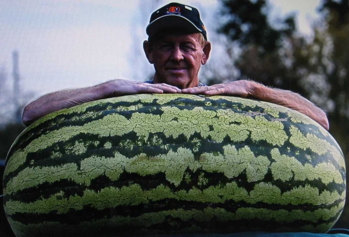 Bulk Watermelon Seeds - 400 Seeds, Competition Hybrid Citrullus lanatus, Large Sweet Fruit, Disease-Resistant, Vining, Bulk Seed Pack