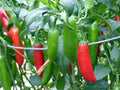 Serrano Hot Chili Pepper Seeds - Non-GMO for Salsa & Pico de Gallo - Capsicum annuum - Spicy Peppers for Indoor & Outdoor Gardening