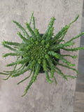 Euphorbia flanaganii Medusa's Head Succulent in 4" Pot – Unique Curly Tentacle Plant, Drought-Tolerant, Indoor or Outdoor Decor