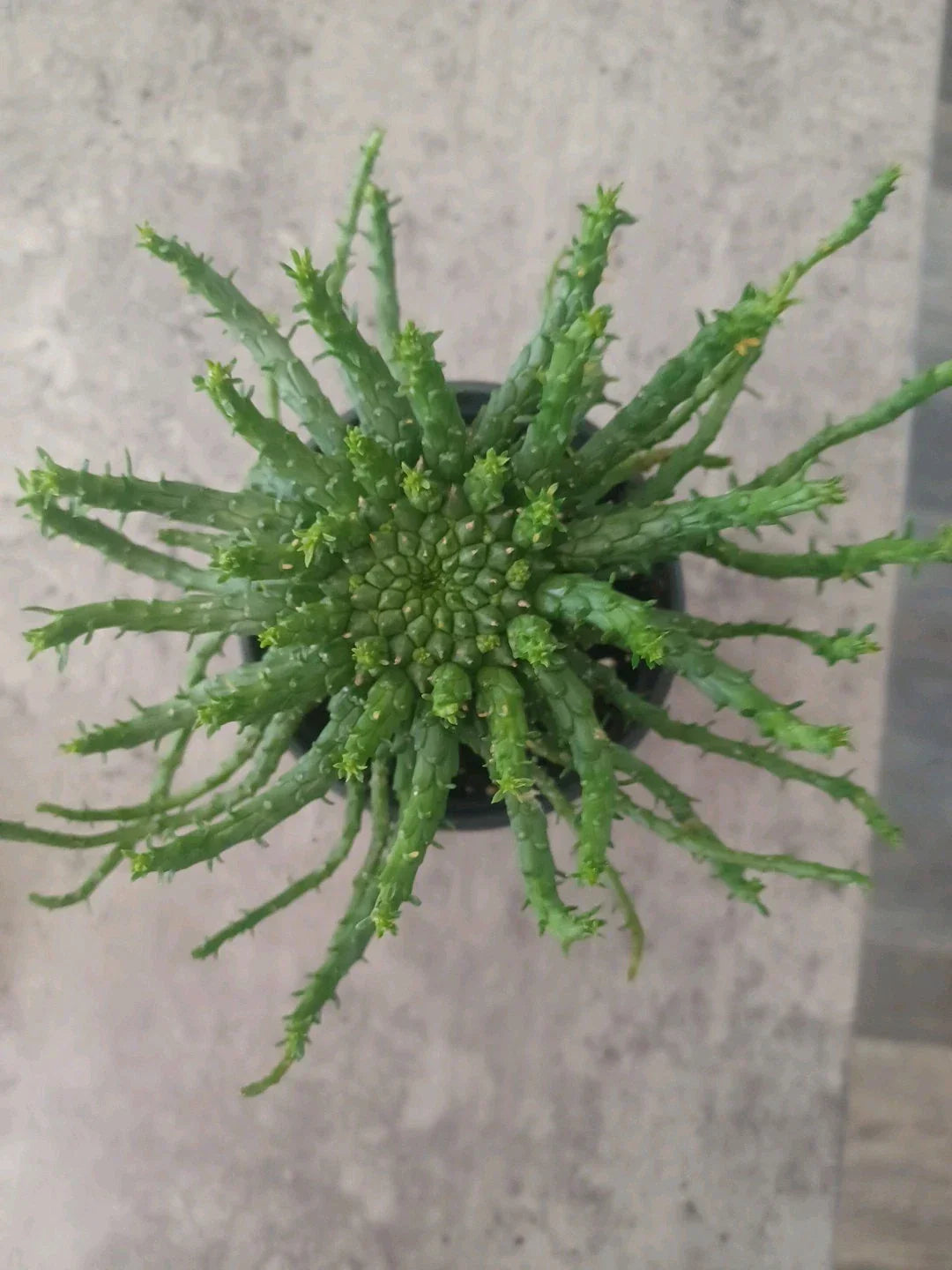 Euphorbia flanaganii Medusa's Head Succulent in 4" Pot – Unique Curly Tentacle Plant, Drought-Tolerant, Indoor or Outdoor Decor
