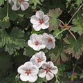 Coombland White Geranium Seeds - Pelargonium × hortorum - 25+ Pack for Garden & Container Planting