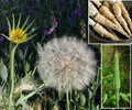 Mammoth Sandwich Island Salsify Seeds - 50+ Heirloom Tragopogon porrifolius White Oyster Roots