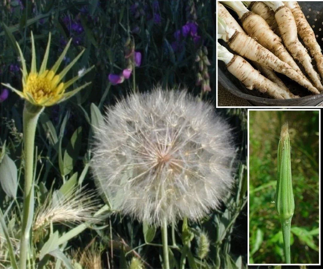 Mammoth Sandwich Island Salsify Seeds - 50+ Heirloom Tragopogon porrifolius White Oyster Roots