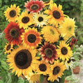 Sunflower Seed Mix - 50 Non-GMO Helianthus annuus Seeds, Here Comes the Sun Variety, Bees Attracting Pollinator Seeds