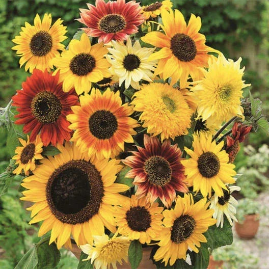 Sunflower Seed Mix - 50 Non-GMO Helianthus annuus Seeds, Here Comes the Sun Variety, Bees Attracting Pollinator Seeds