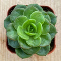 Rare Sedeveria 'Rolly' Succulent Plant in 2" Pot for Indoor Wall Decor, Low Maintenance, Unique Home Garden