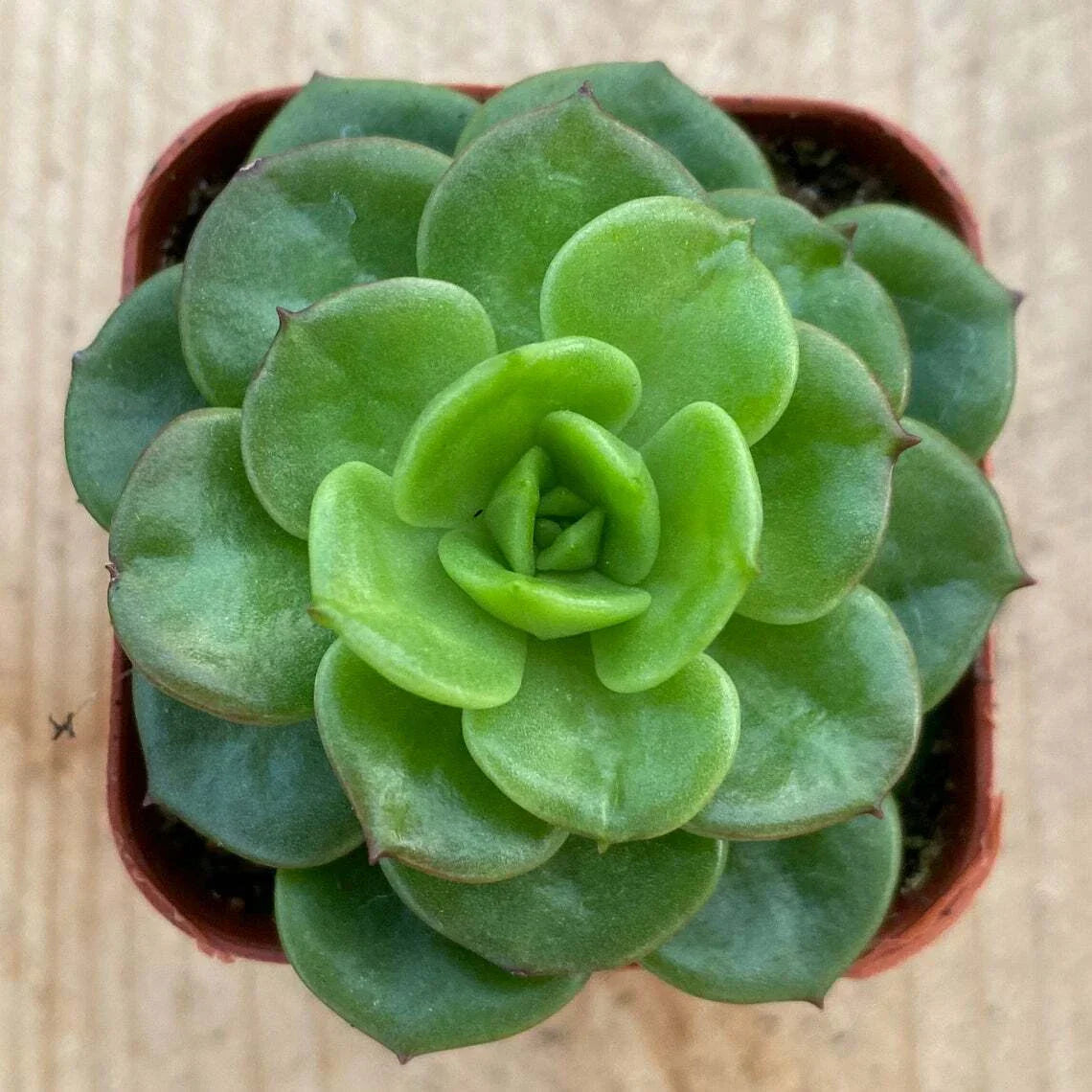 Rare Sedeveria 'Rolly' Succulent Plant in 2" Pot for Indoor Wall Decor, Low Maintenance, Unique Home Garden