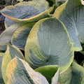 Hosta Frances Williams Perennial Plant in 5.25" Pot, Blue Green Foliage, Shade Tolerant, Hosta sieboldiana