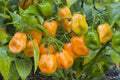 Orange Habanero Pepper Seeds - Bulk 100 Count, Capsicum chinense, Spicy 350,000 Scoville, Hot Chili Seeds for Salsas & Cooking