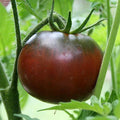 Black Krim Tomato Seeds - Heirloom Solanum lycopersicum, Dark Purple, Non-GMO, Home Garden, Container Growing
