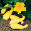 Summer Yellow Squash Seeds – 10 Cucurbita pepo Vegetable Seeds for Home Garden, Container Gardening, Non-GMO, Free USA Shipping