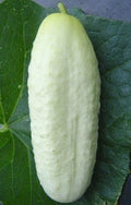 White Wonder Cucumber Seeds - Culinary Pickling Variety, Cucumis sativus, Climbing Vine, 50+ Seeds, Free Shipping