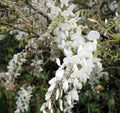 Silky White Wisteria Seeds - Perennial Climbing Vine - Wisteria floribunda - White Flowers, Pollinator Attractant, USA Seller