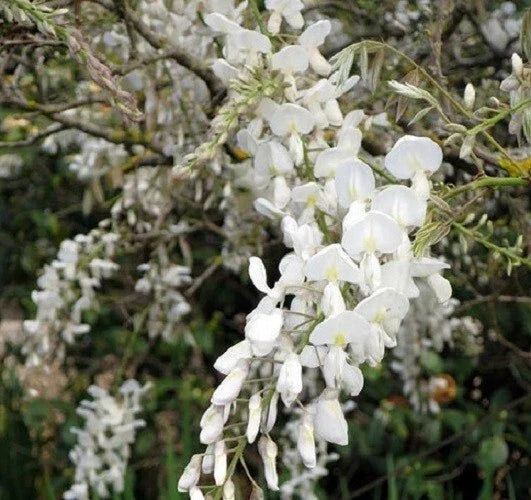 Silky White Wisteria Seeds - Perennial Climbing Vine - Wisteria floribunda - White Flowers, Pollinator Attractant, USA Seller