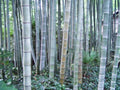 Rough Bamboo Seeds Pack of 50 for Privacy Screen, Clumping Garden Fencing, Bambusa vulgaris, Eco-Friendly Landscaping Seeds