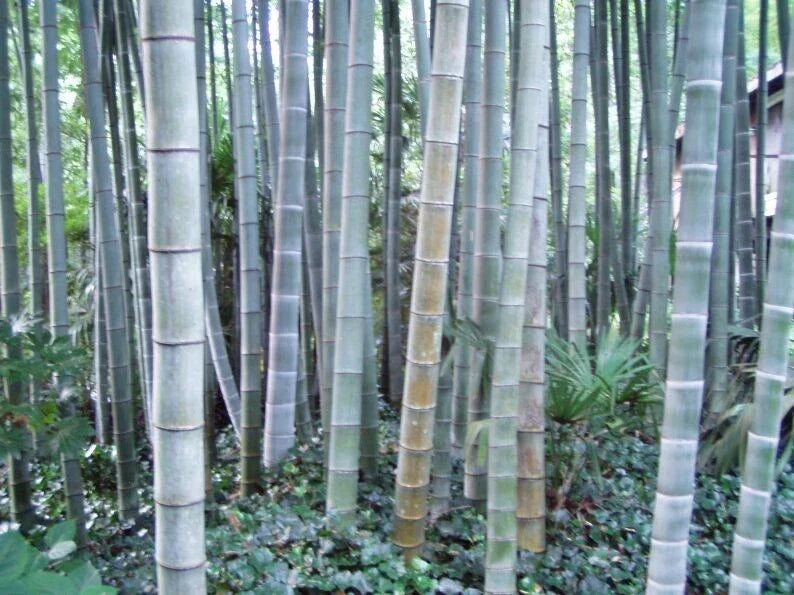 Rough Bamboo Seeds Pack of 50 for Privacy Screen, Clumping Garden Fencing, Bambusa vulgaris, Eco-Friendly Landscaping Seeds