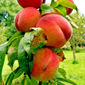Dwarf Peach Tree Seeds - Loring Variety Prunus persica for Small Gardens, Hardy Fruit Plant, Juicy Peaches, Fast Growing Seed Pack