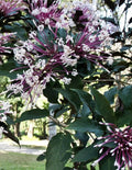 Shooting Star Plant Cuttings - 6 Quad Clerodendrum Quadriloculare Starburst Propagation Material