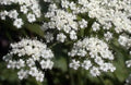 Anise Licorice Herb Seeds – 135 Organic Pimpinella anisum for Culinary, Medicinal & Herbal Gardens