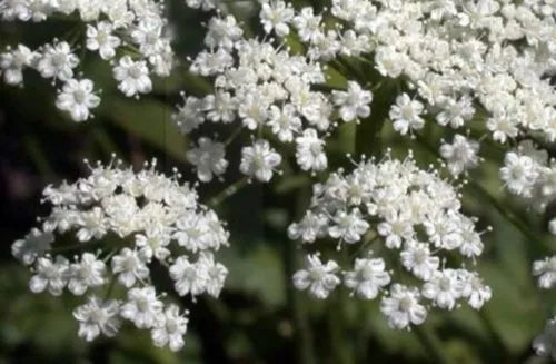 Anise Licorice Herb Seeds – 135 Organic Pimpinella anisum for Culinary, Medicinal & Herbal Gardens