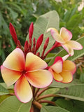 Hawaiian Plumeria Frangipani Plants in 8 oz Pot, Stress-Reducing Variety, Tropical Frangipani, Plumeria spp.