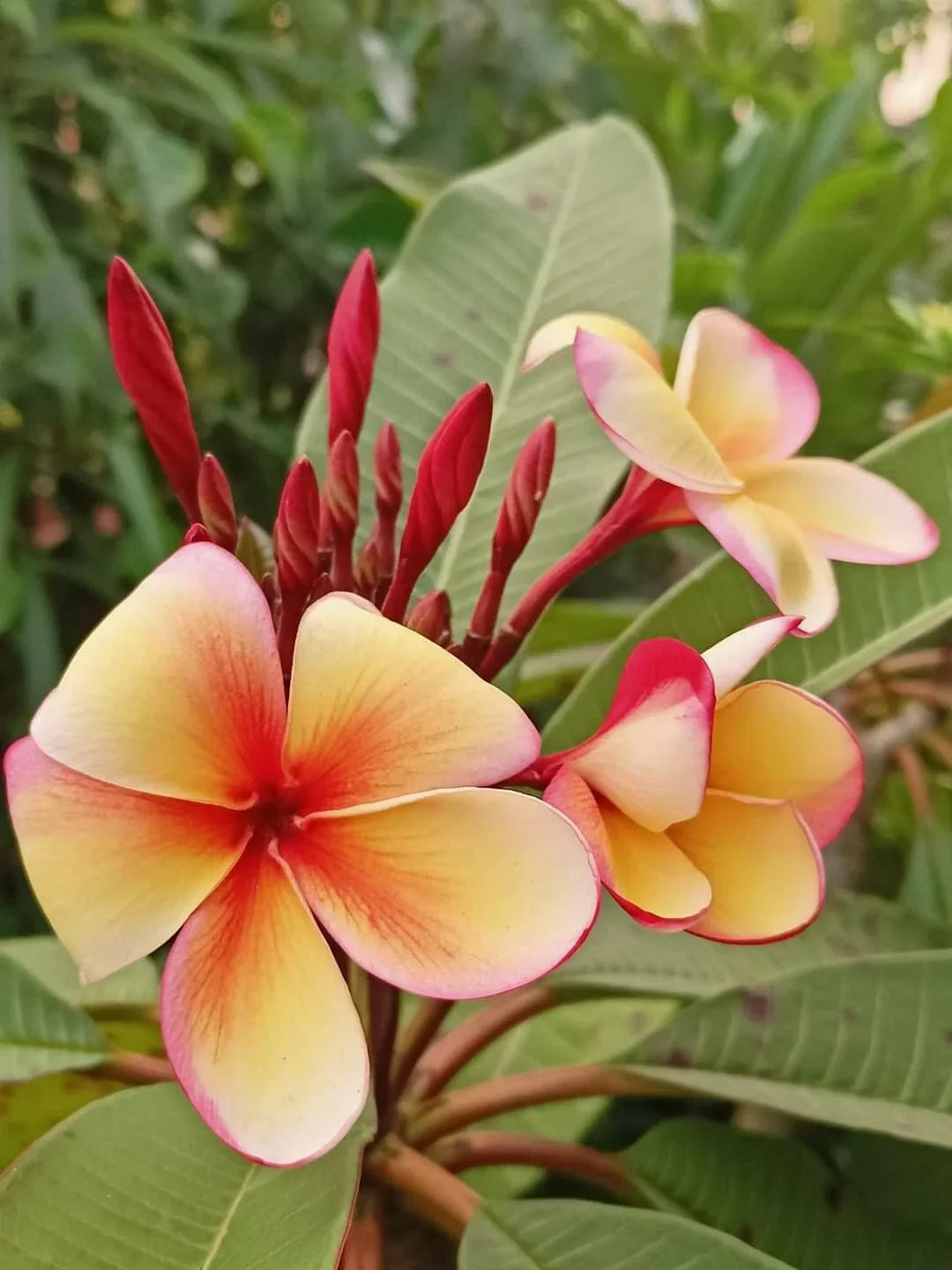 Hawaiian Plumeria Frangipani Plants in 8 oz Pot, Stress-Reducing Variety, Tropical Frangipani, Plumeria spp.
